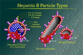 hepatitis-8